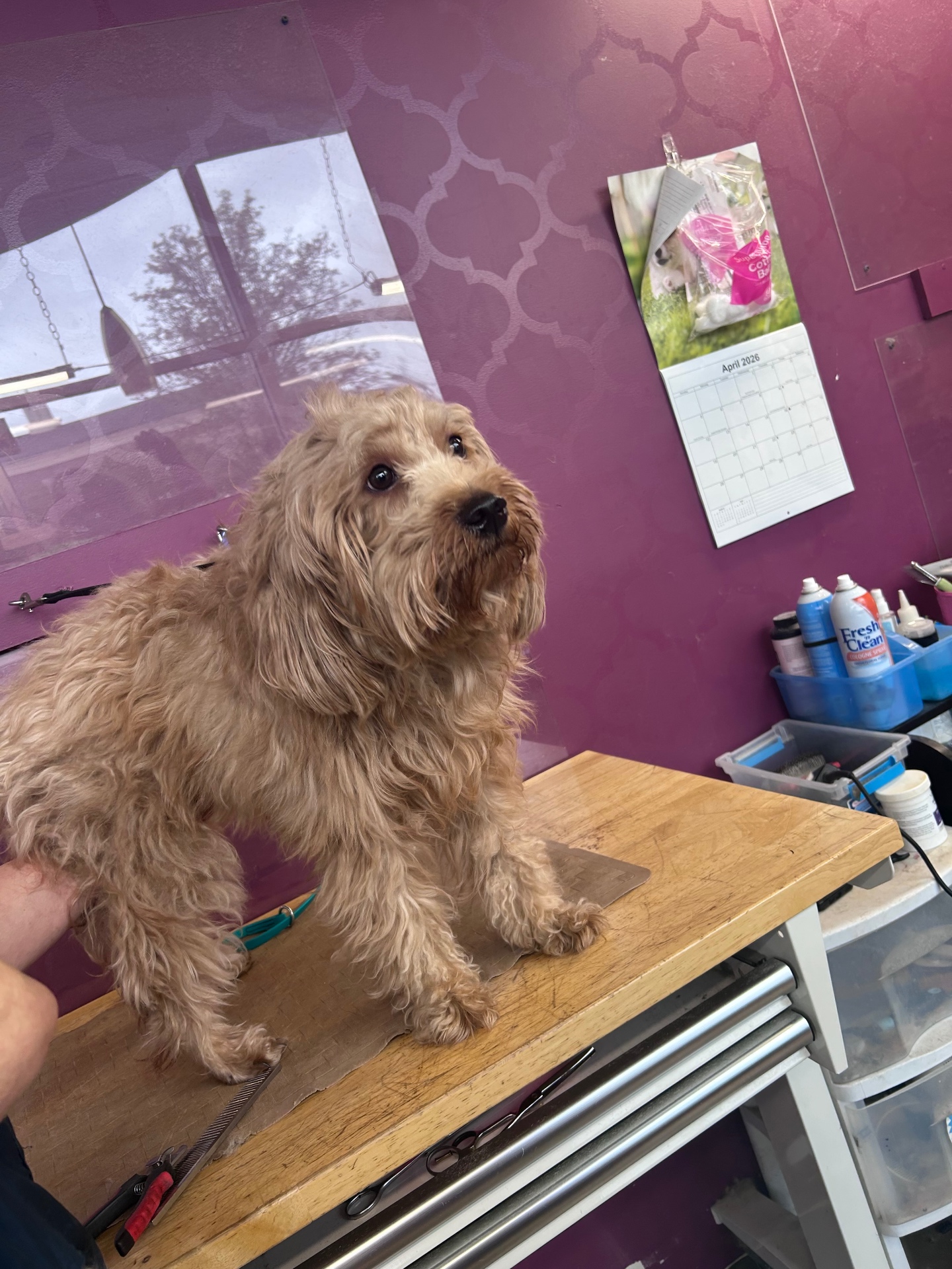 Ginger before her groom, shaggy curly coat