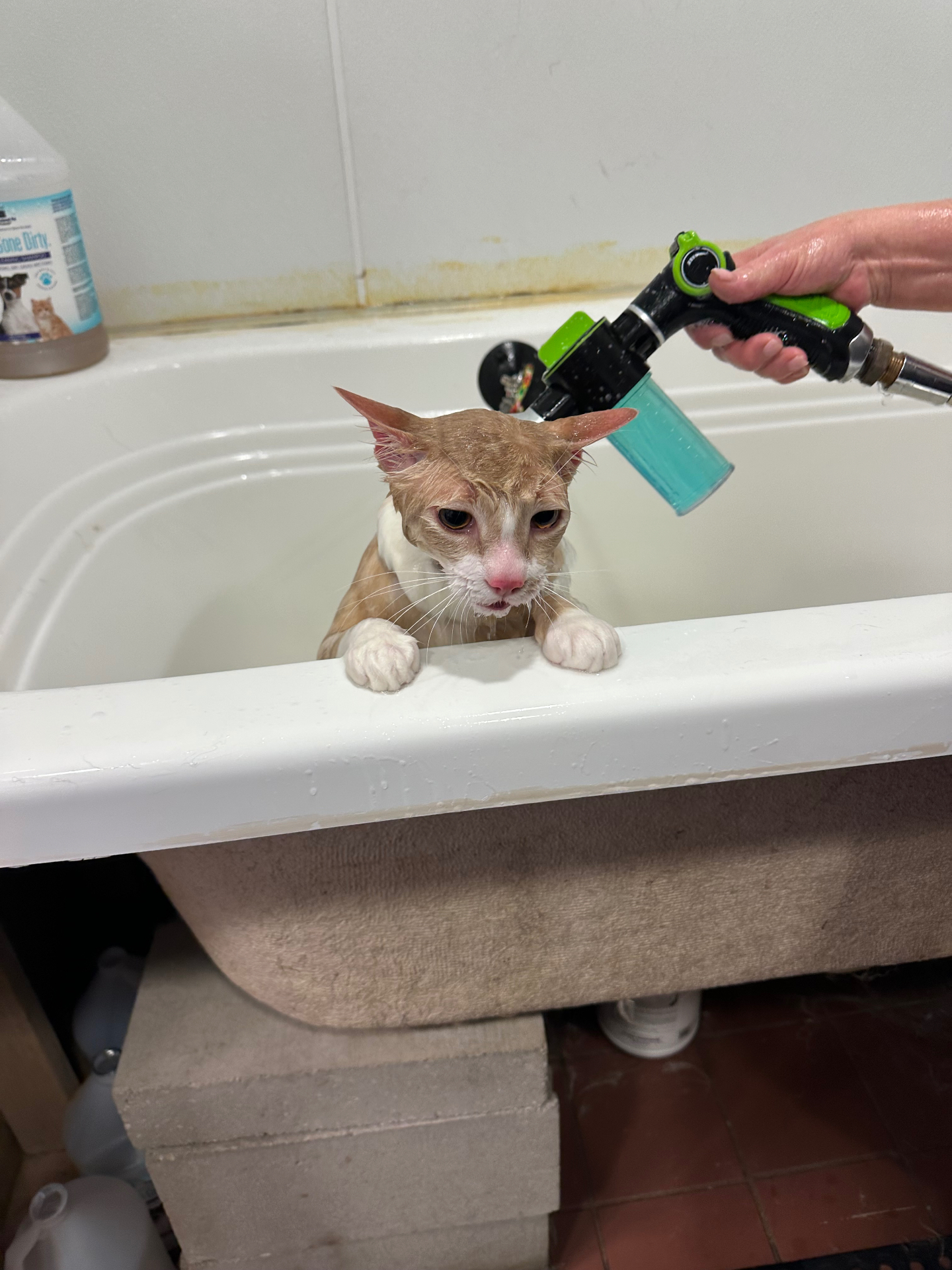 A real moment from our salon: gentle bath time for a brave kitty