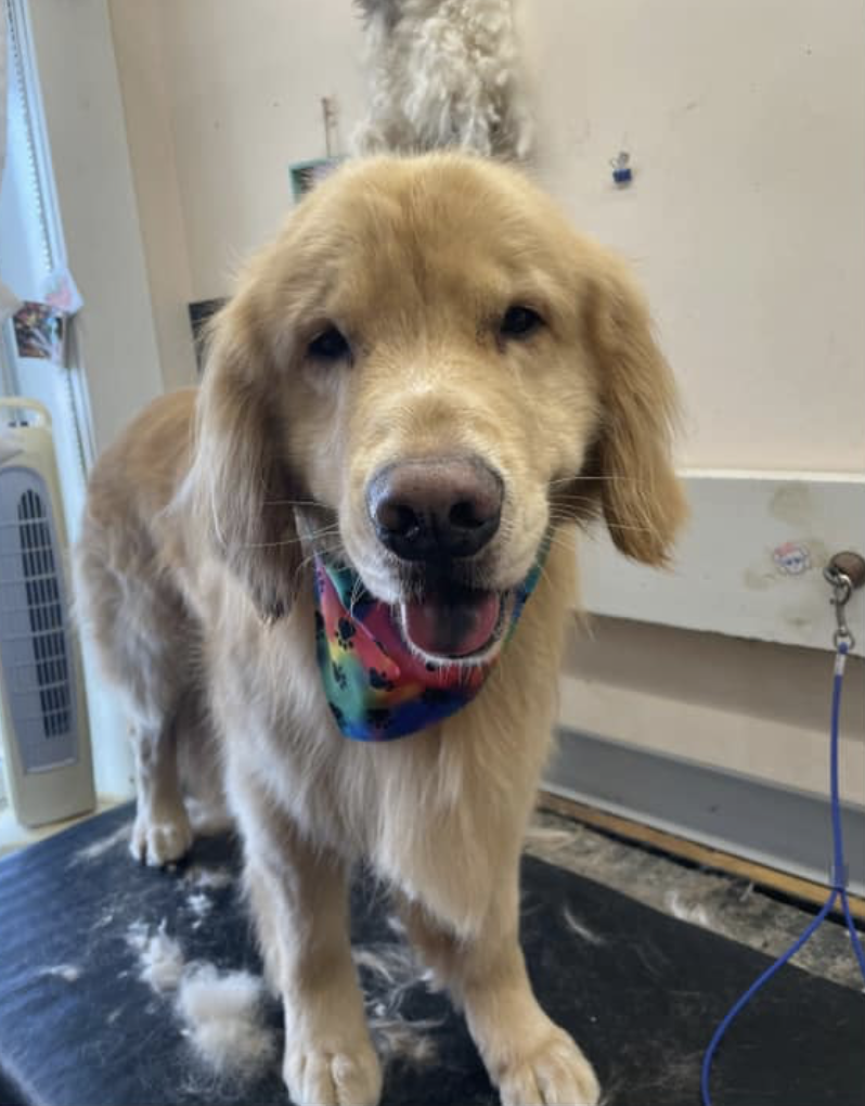 A smiling golden retriever fresh off the grooming table at Lakeside Pet Salon