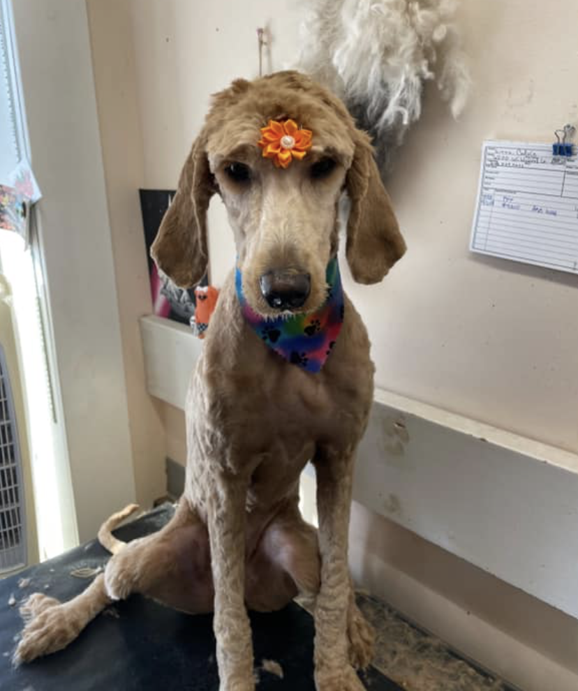 A standard poodle styled with a sunflower clip and rainbow bandana