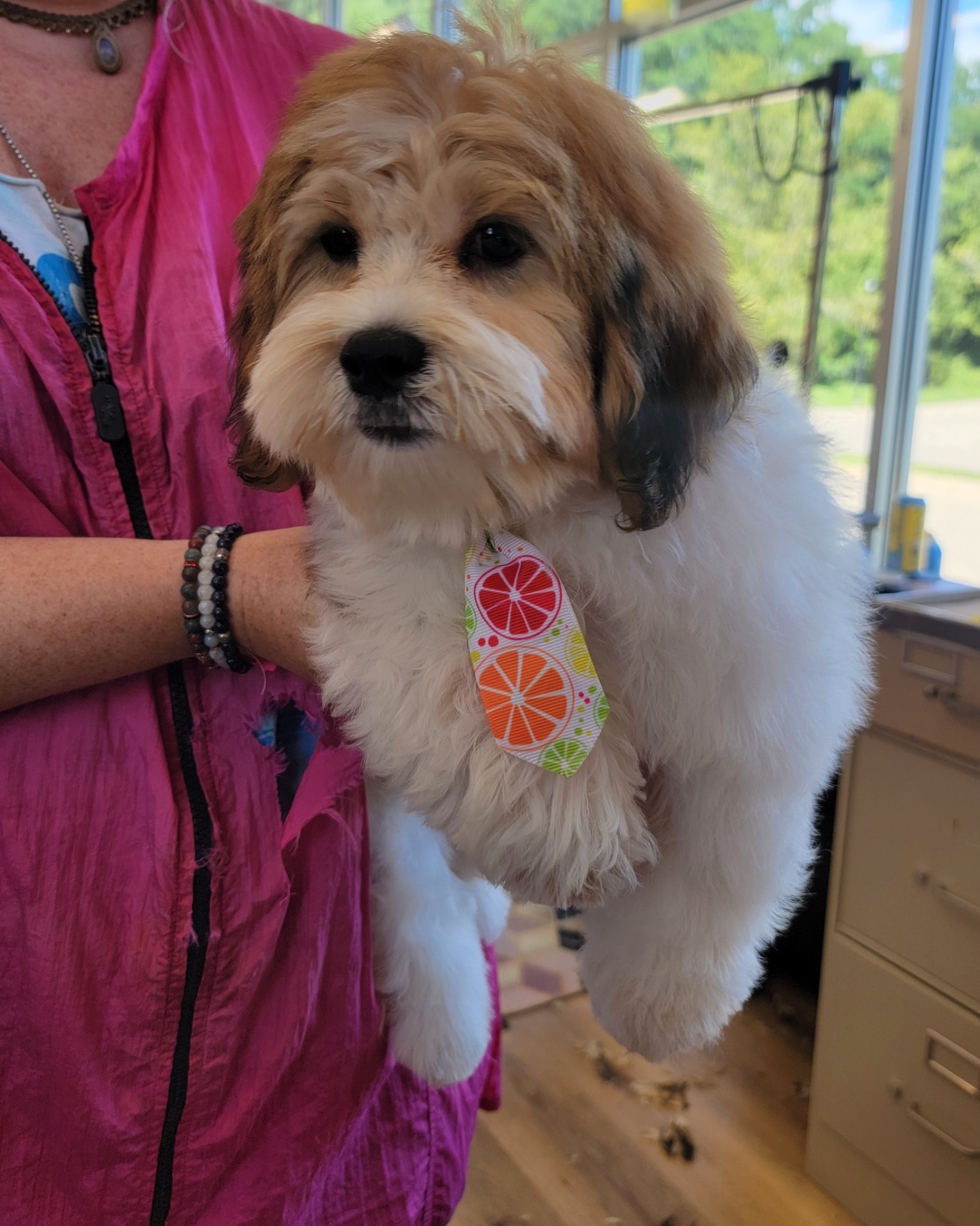 A fluffy young pup with a citrus bow after a fresh trim